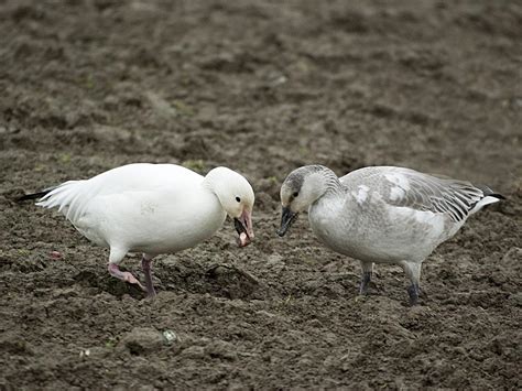 Northwest Nature Notes: THE SNOW GEESE HAVE RETURNED