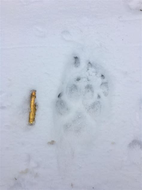 Fresh wolf tracks... walked by this morning and saw nothing 3 hours later and saw tracks of two ...