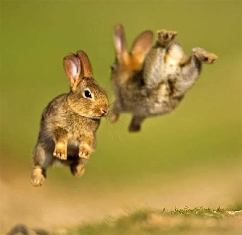 bunny hop! | Animals beautiful, Cute animal pictures, Animals