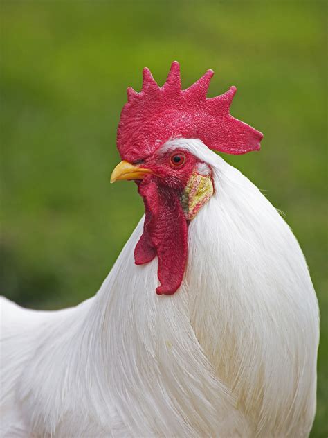 White Leghorn Chicken Breed Guide