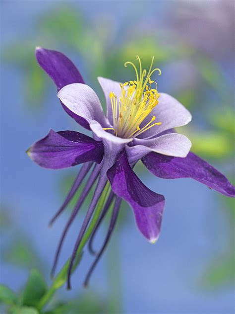 Colorado Blue Columbine Close Photograph by Tim Fitzharris