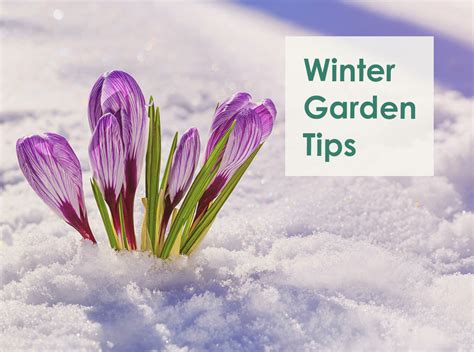 Winter Garden Tips | Healthy Living Direct