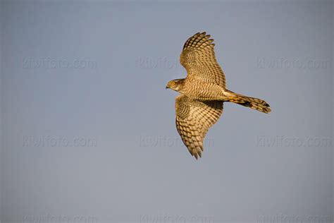 Eurasian Sparrowhawk Pictures and Photos - Photography - Bird | Wildlife | Nature - Christopher ...