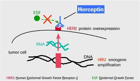 Herceptin — Medlibes: Online Medical Library