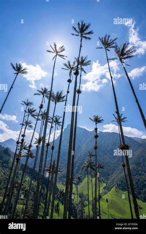 Cocora Valley, Salento, Quindío, Colombia Stock Photo - Alamy