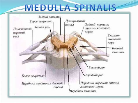 Struktur Medula Spinalis