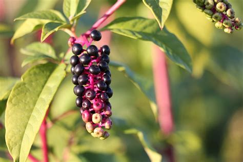 How to Get Rid of Pokeweed: Top Tips and Step-by-Step Guide