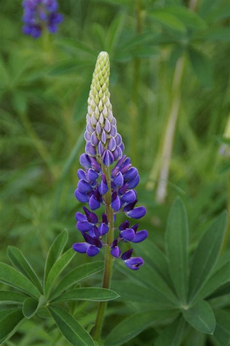 Lupine Blue Blossom - Free photo on Pixabay