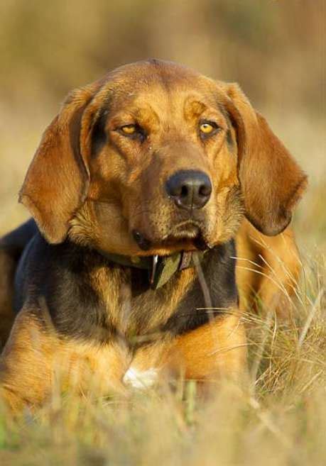 Polish Hound / Ogar Polski #Dogs #hunting | Dog breeds, Mixed breed ...