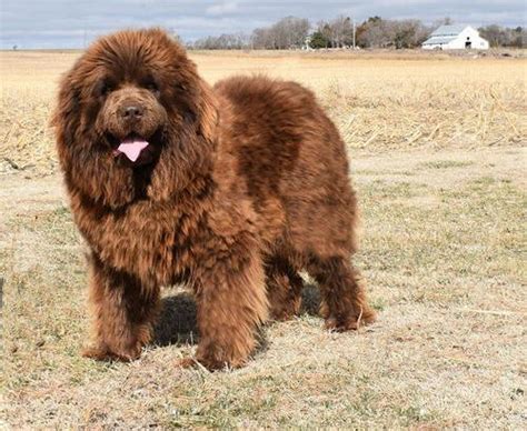 Newfoundland Puppy for Sale - Adoption, Rescue for Sale in Cambridge, Nebraska Classified ...