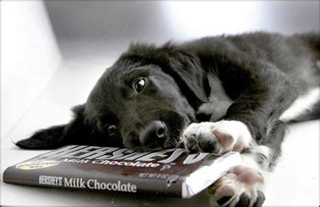 Is Chocolate Really Bad for Dogs? | SiOWfa15: Science in Our World: Certainty and Controversy