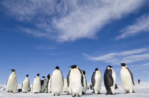 March of the Penguins 2 Photos and Details | PS News