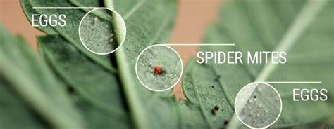 How To Identify & Prevent or Kill Spider Mites On Shrubs, Plants & Trees | Wilson Bros Gardens