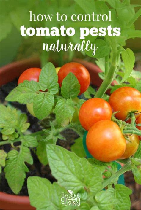 How to Control Common Tomato Pests Naturally - Five Spot Green Living