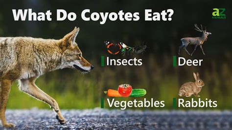 What do Coyotes Eat? - IMP WORLD