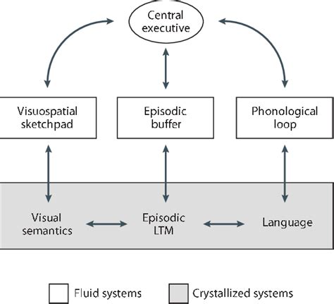 A model of working memory | Download Scientific Diagram