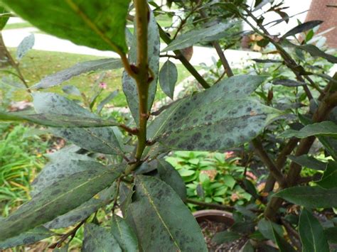 bay laurel spots | Bay leaf tree, Bay leaf plant, Bay tree