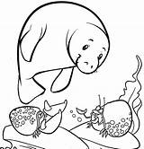 Cute Manatee Coloring Page Pages sketch template