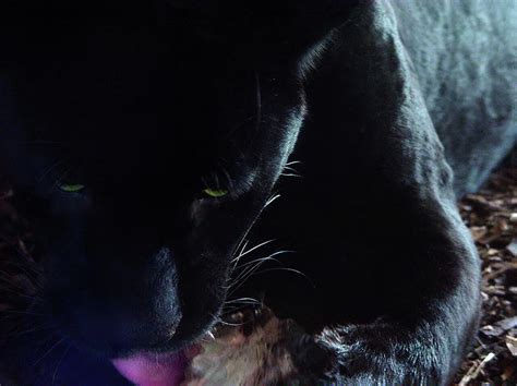 Black Panther Feeding - Closeup Photograph by Menega Sabidussi - Fine Art America