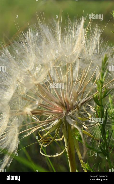 Goat's Beard Seed Head Stock Photo - Alamy