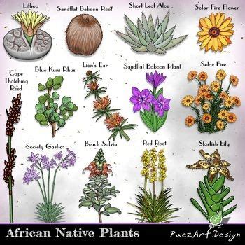 African Plants And Flowers