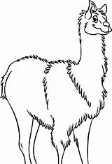 Llama coloring pages To Download And Print For Free sketch template