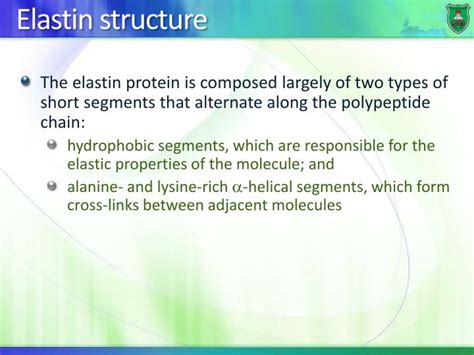 PPT - Structure-function relationship: Fibrous proteins PowerPoint ...