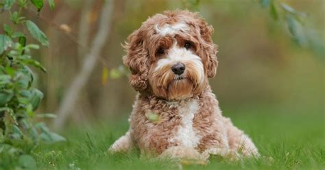 20 Curly Haired Dog Breeds That Are Totally Gorgeous | Puplore