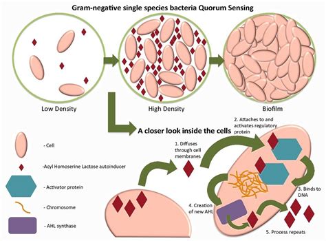 Serratia Marcescens - The Definitive Guide | Biology Dictionary