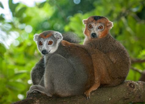 Crowned Lemurs | Sean Crane Photography