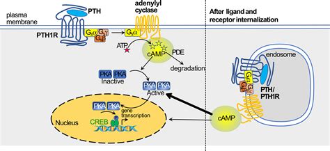 Frontiers | PTH1R Actions on Bone Using the cAMP/Protein Kinase A Pathway