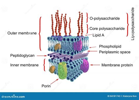 Ponctuation Paroi Cellulaire Illustration Stock. Illustration Du