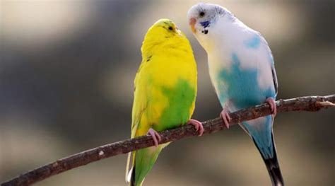 Maintenance and breeding of canaries - cotwer