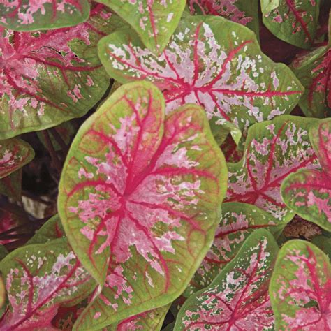 Pink Caladium | White Flower Farm