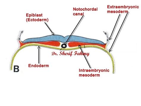 Gastrulation & Notochord (General Embryology)