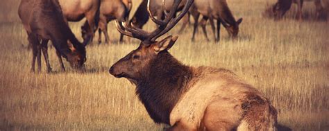 Elk at Yellowstone National Park Outwit Multiple Predators to Stay Alive - Science in the News