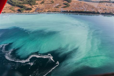 Herring Spawn - Prince William Sound Science Center