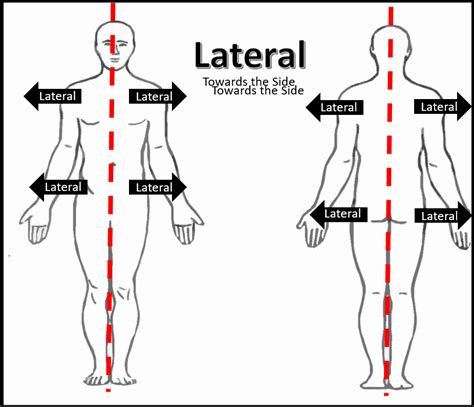 Human Anatomy Lateral View - Anatomy Foot Ankle Medial Lateral Human Ligaments Bones Anterior ...