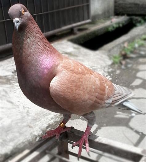 Mengenal Burung Merpati Balap (Racing Pigeon) - Agrozine