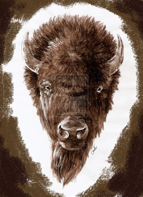 buffalo skull tattoos | Buffalo tattoo, Buffalo art, Buffalo art print