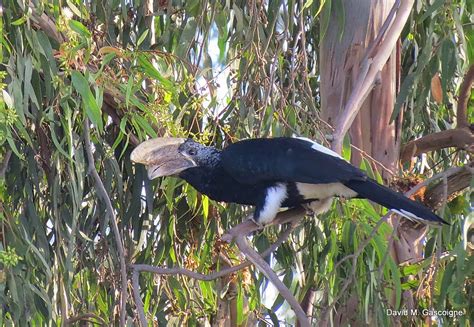 Travels With Birds: Silvery-cheeked Hornbill