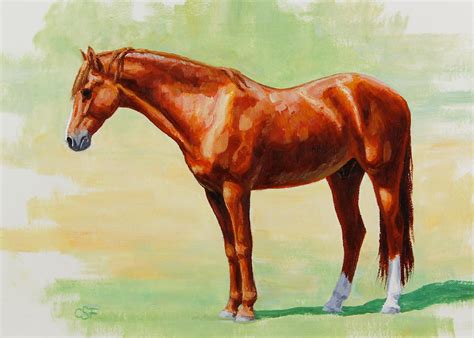 Roasting Chestnut - Morgan Horse Painting by Crista Forest