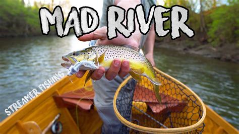 Epic Ohio Brown Trout Streamer Fishing! (Mad River) - YouTube