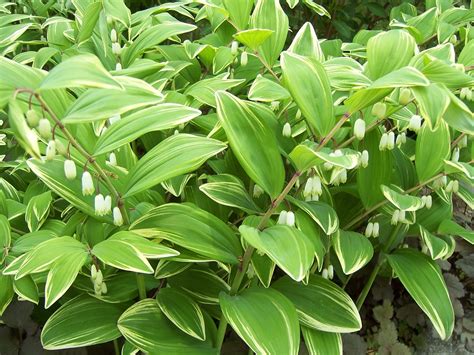 Polygonatum odoratum 'Variegatum' | Variegated Solomon's Sea… | Flickr