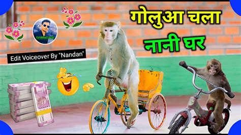 Bandar video | Monkey comedy 😇 | गोलुआ चला नानी घर 😂😅😃😁😍😜🤣 | Monkey ...