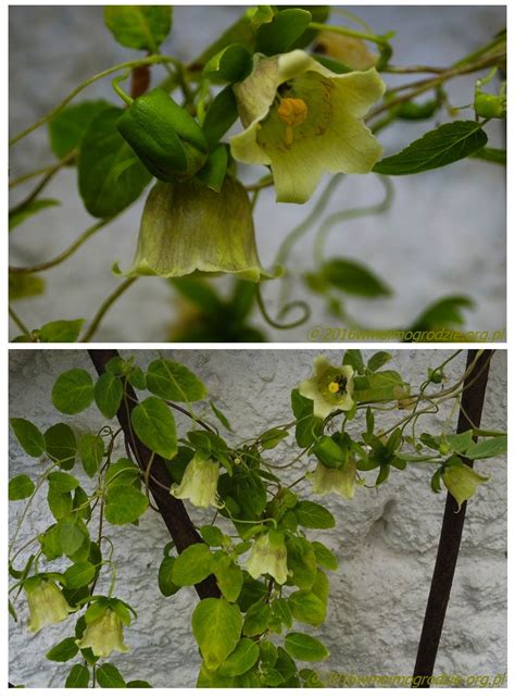 Codonopsis pilosula~Image © wmoimogrodzie. | Planting herbs, Flower ...