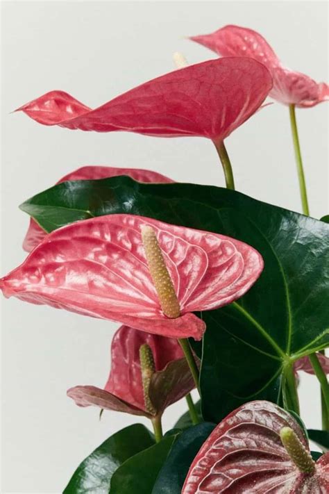 Anthurium Pink - Indoor Plants | Plantshop.me