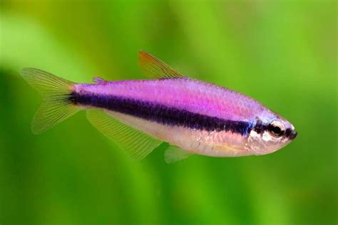 Tetra Fish: All Tetra Species | The Aquarium Adviser | Tetra fish, Fish, Neon tetra