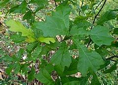 Category:Quercus nigra - Wikimedia Commons