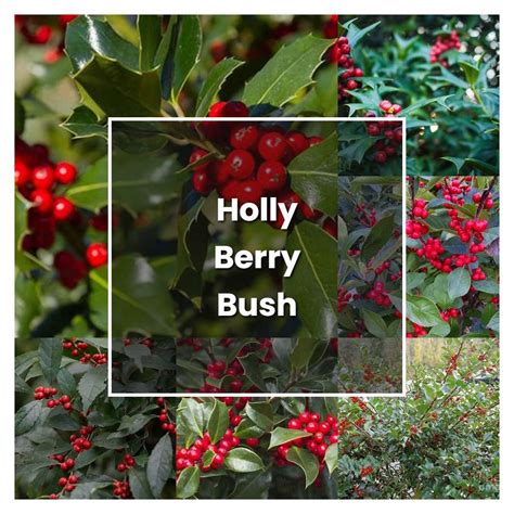 How to Grow Holly Berry Bush - Plant Care & Tips | NorwichGardener